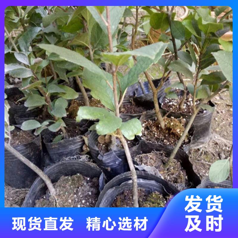 【北美冬青】-红石榴苗基地加工定制支持拿样