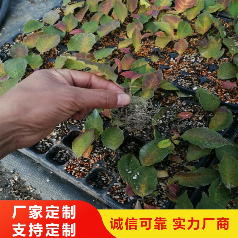 北美冬青,石榴树推荐厂家同城厂家