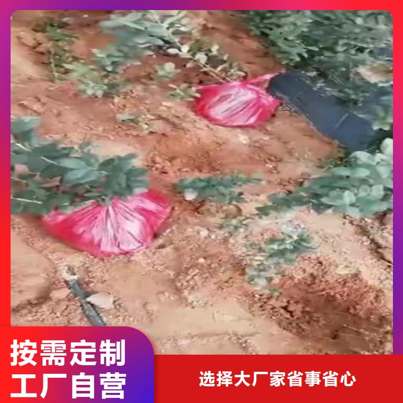 【蓝莓苗_樱桃苗价格低】售后无忧