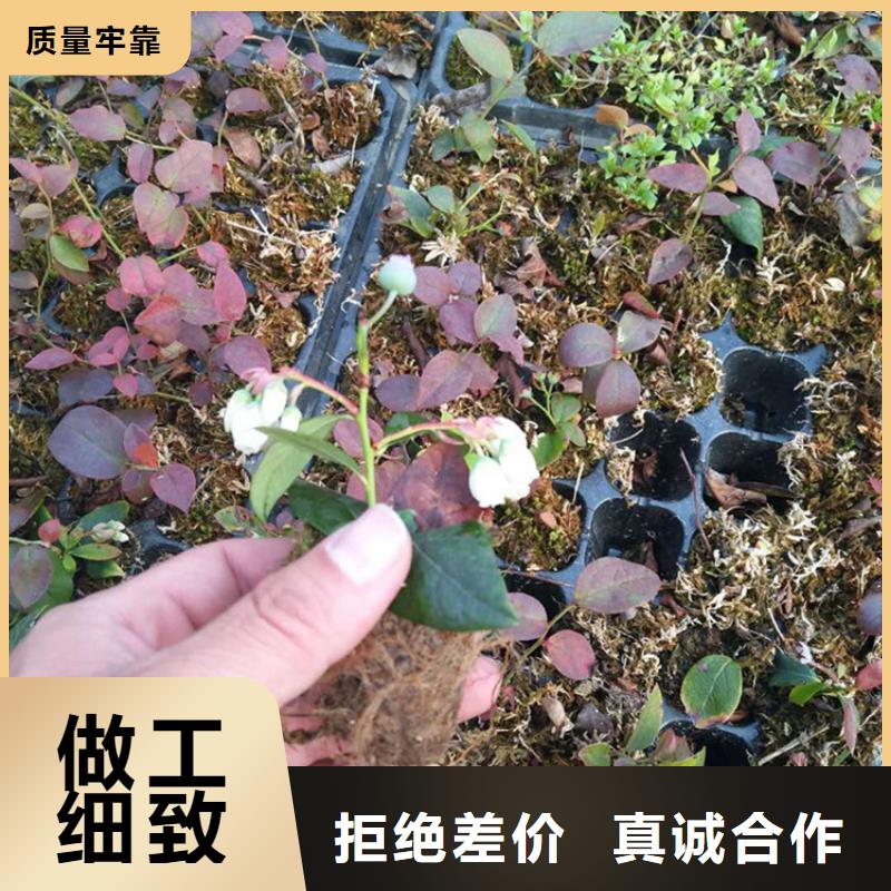 【蓝莓苗】樱桃苗高标准高品质本地品牌