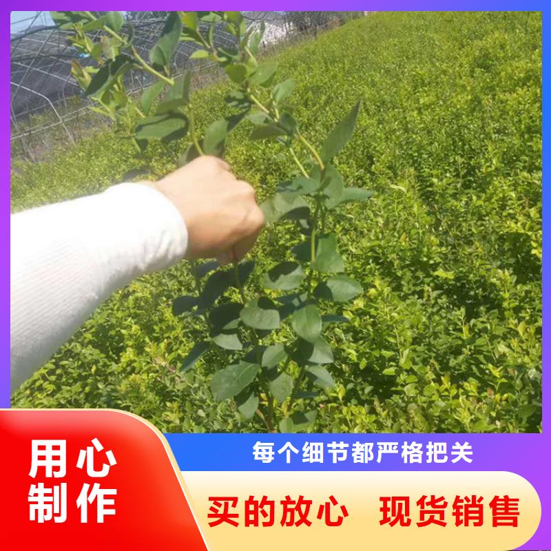 蓝莓苗花椒苗专业信赖厂家可放心采购