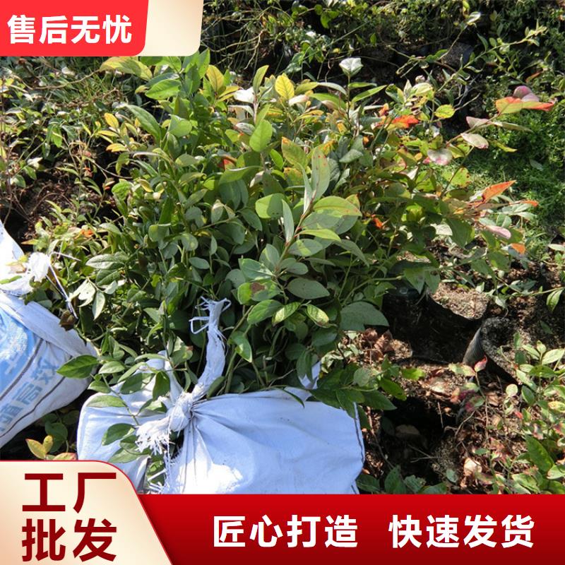 蓝莓苗,苹果苗常年供应当地供应商