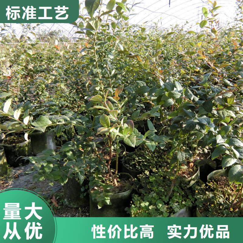 蓝莓苗板栗苗品质有保障源头厂家量大价优