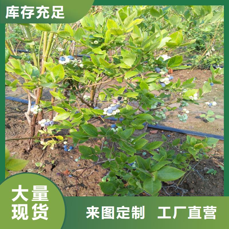 蓝莓苗梨树苗严格把关质量放心本地经销商