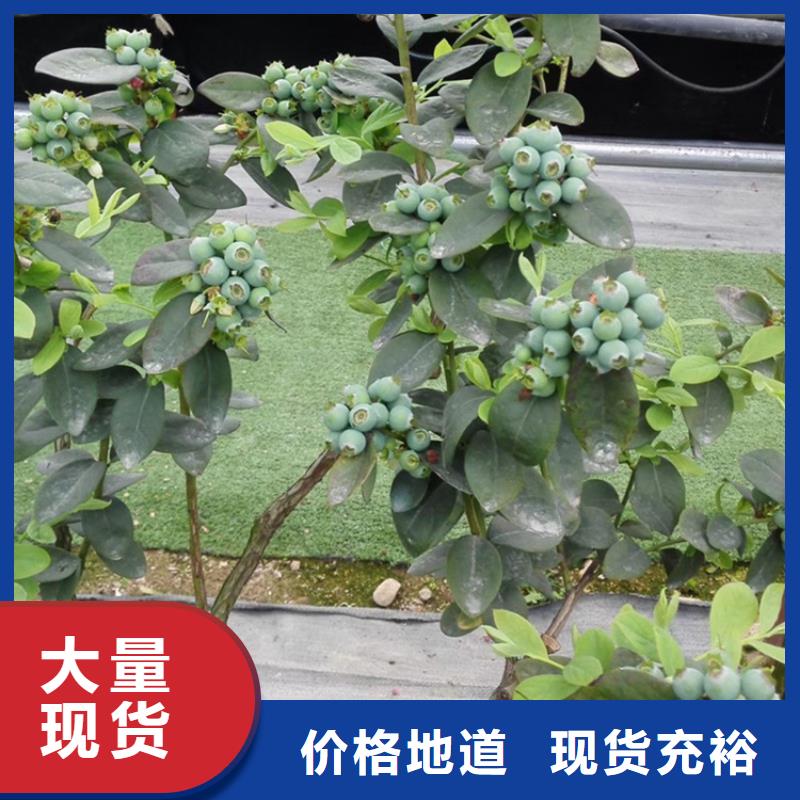 【蓝莓苗嘎啦苹果供应商】当地经销商