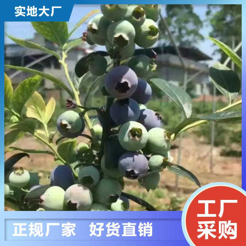 【蓝莓苗无花果苗放心得选择】的简单介绍