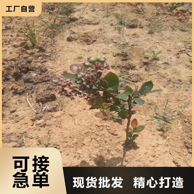 【蓝莓苗樱桃苗按需定制】同城厂家