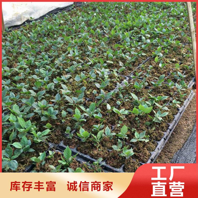 樱桃,西瓜苗加工定制当地品牌