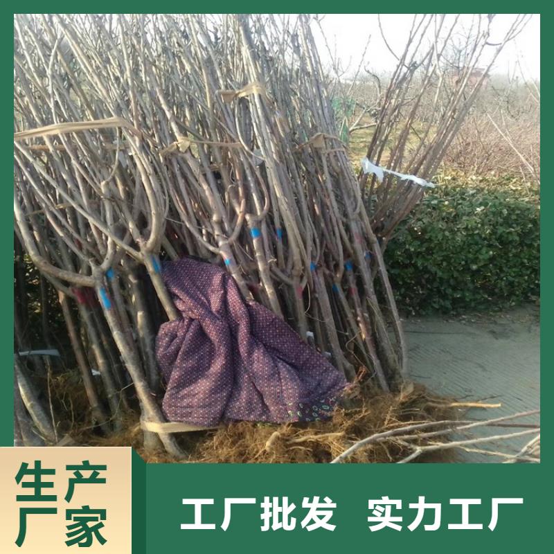 樱桃-石榴苗精心选材附近品牌