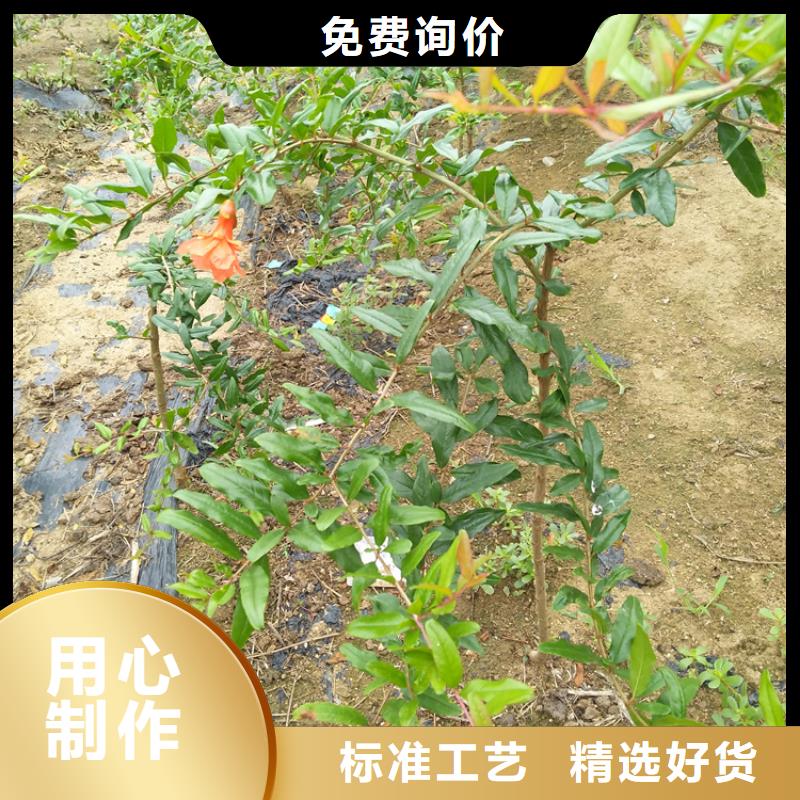 石榴_无花果苗多种规格可选规格型号全