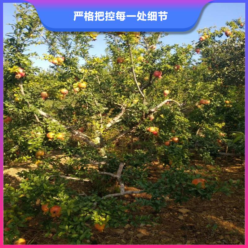 石榴玛瑙红石榴苗源头工厂现货交易