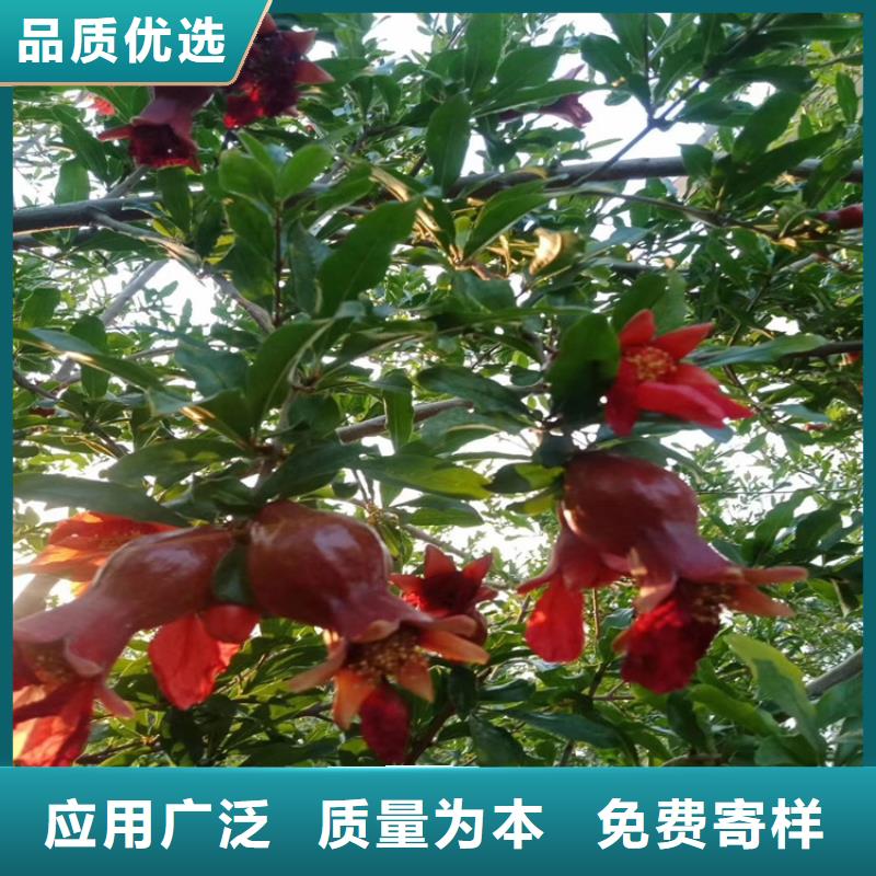 石榴-无花果苗您身边的厂家本地厂家