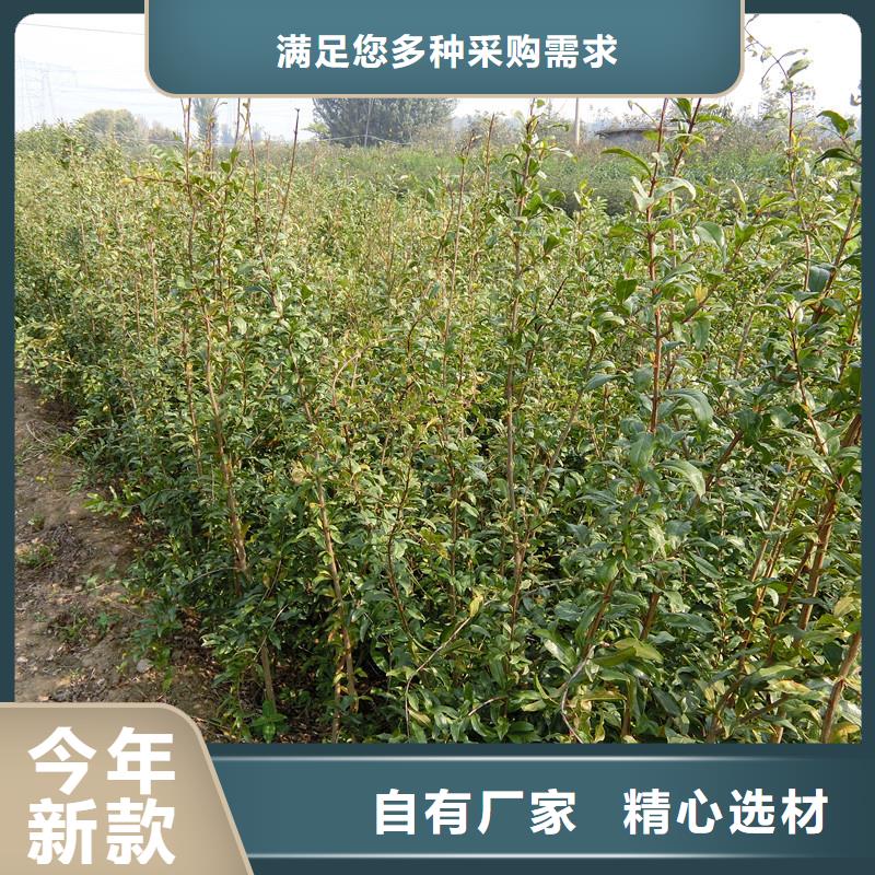 石榴草莓苗打造好品质随心所欲定制