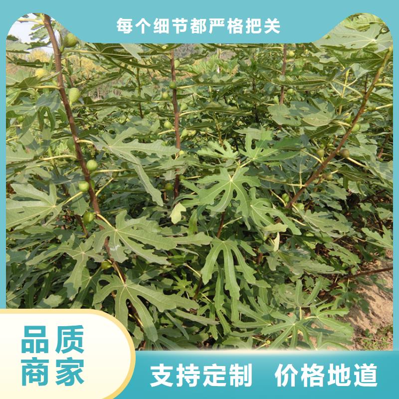 无花果梨树苗用心做品质实力优品