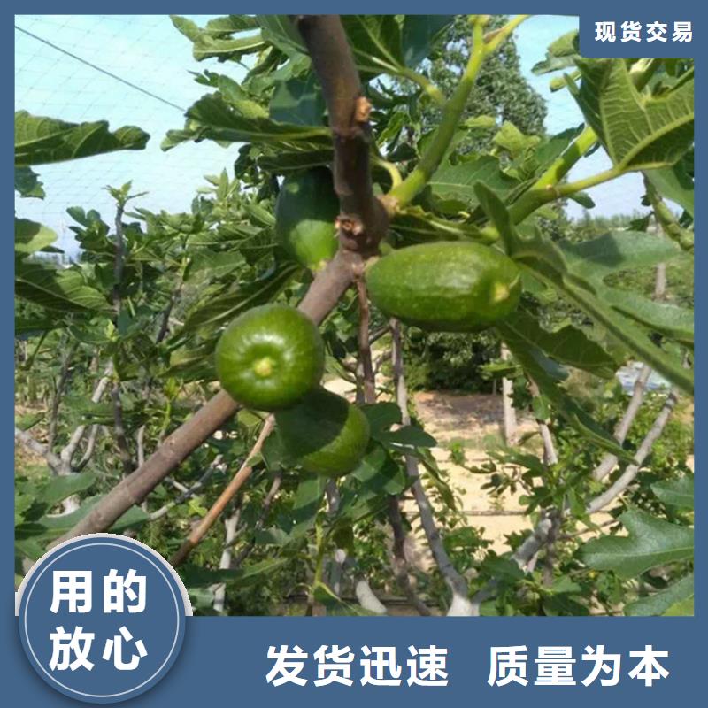 无花果桃树苗助您降低采购成本附近公司