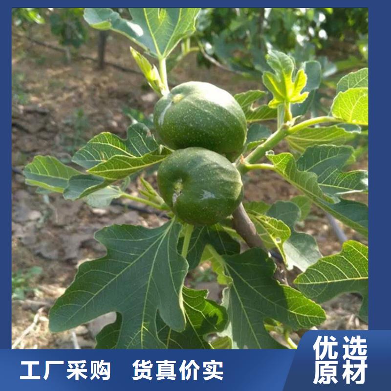 无花果桃树苗细节之处更加用心支持非标定制