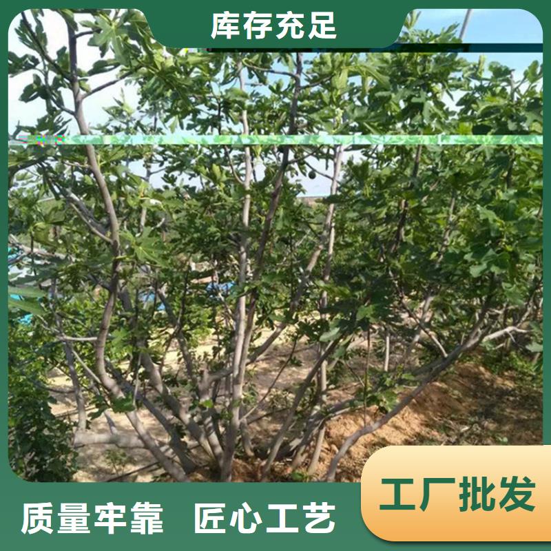 无花果苹果苗老客户钟爱用好材做好产品