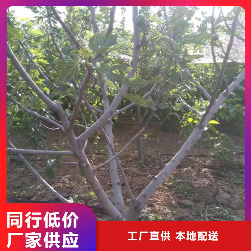 【无花果】苹果苗定制不额外收费当地厂家