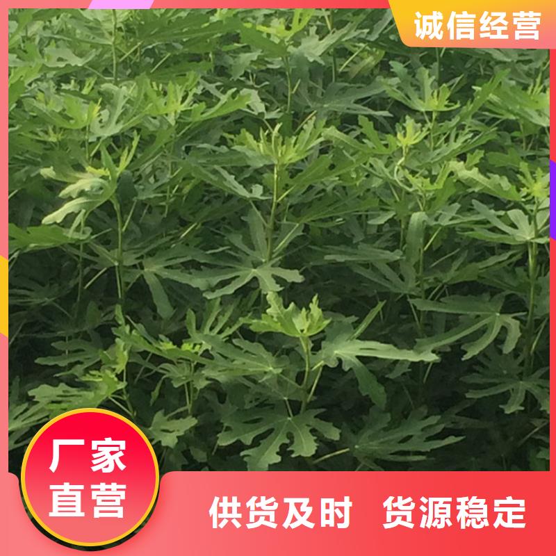 无花果-桃树苗源头厂家附近服务商