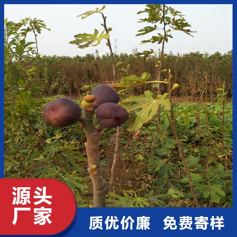 无花果_石榴树买的是放心当地供应商