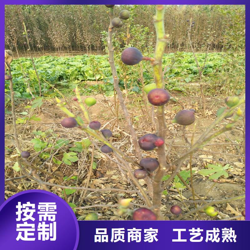 无花果苹果苗品质无所畏惧产地工厂