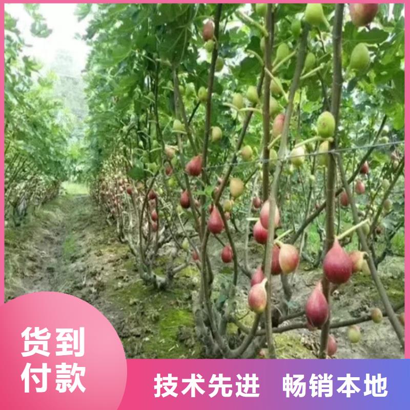 无花果苹果苗价格实在用的放心