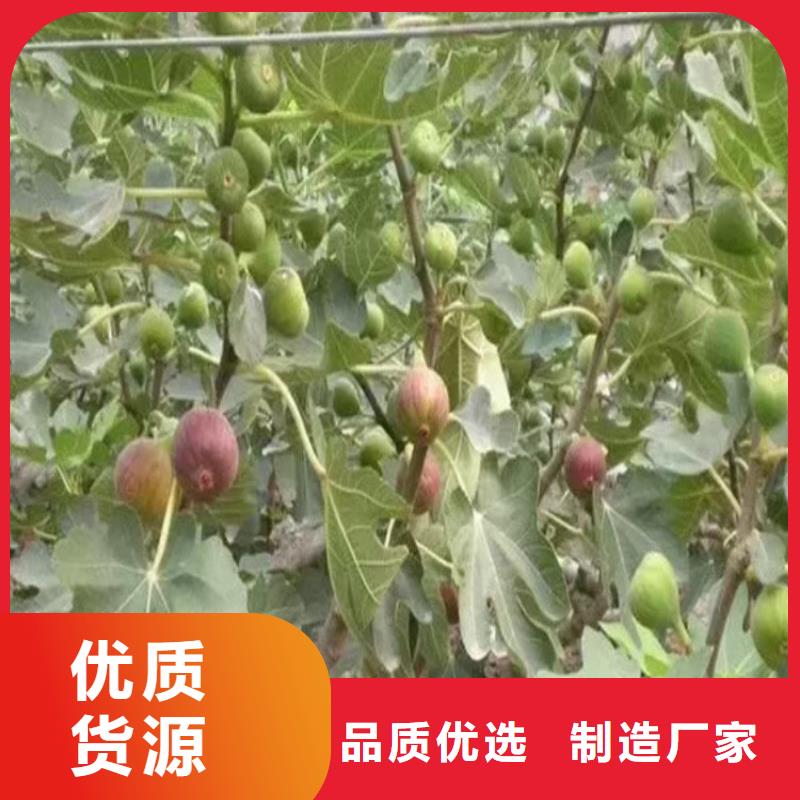 无花果石榴树性能稳定附近货源