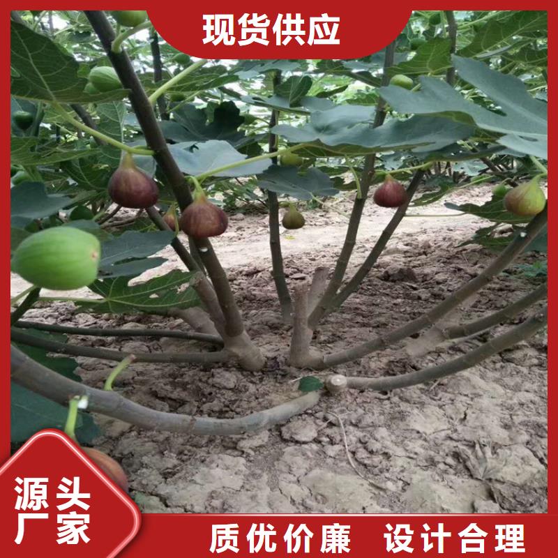 无花果樱桃苗使用寿命长久严选材质