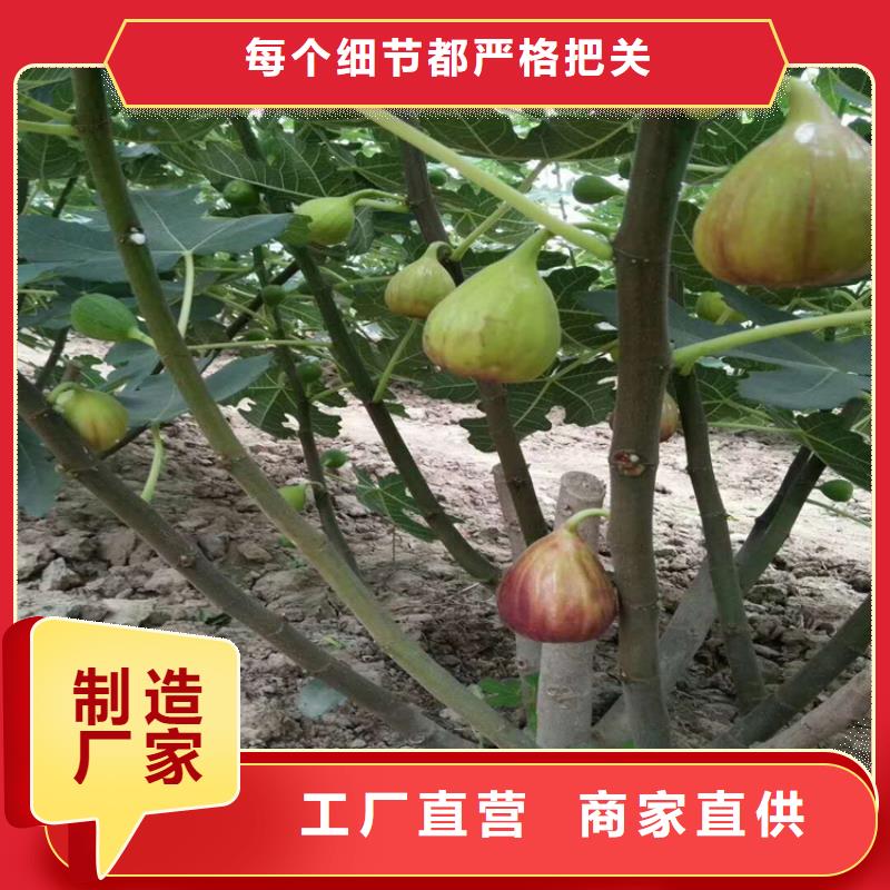 无花果桃树苗质量安心源厂直接供货