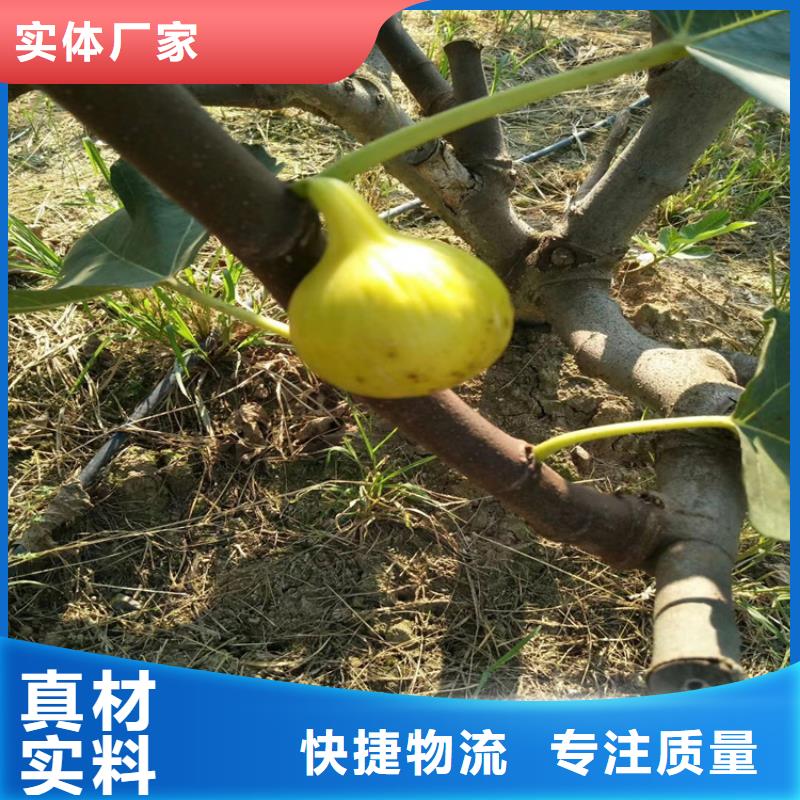 【无花果樱桃苗现货供应】本地公司