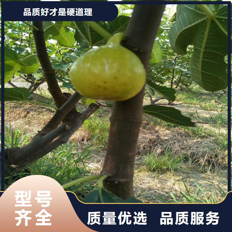 无花果_樱桃苗严选好货大量现货