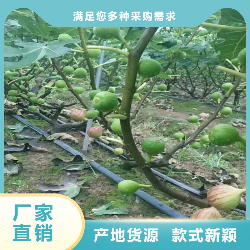 无花果苹果苗常年出售同城供应商