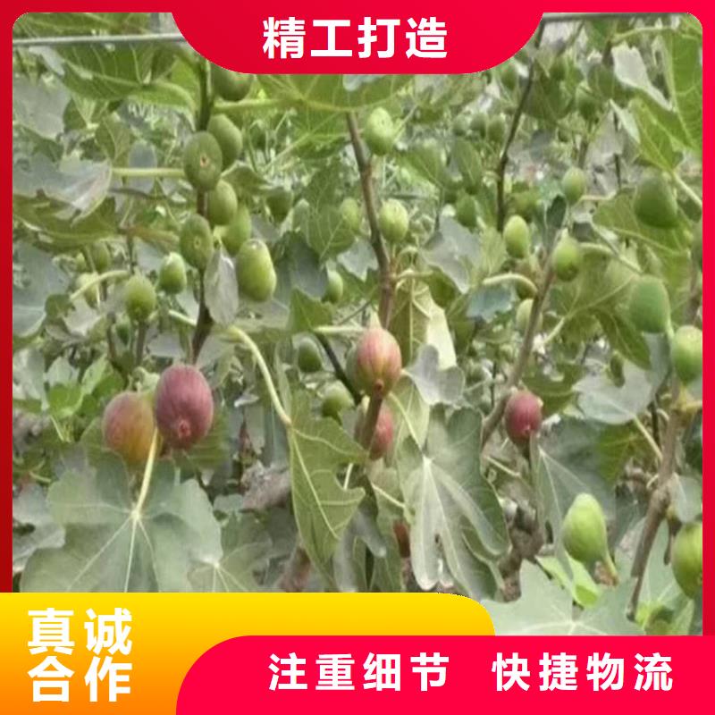 无花果樱桃苗买的放心多年行业积累