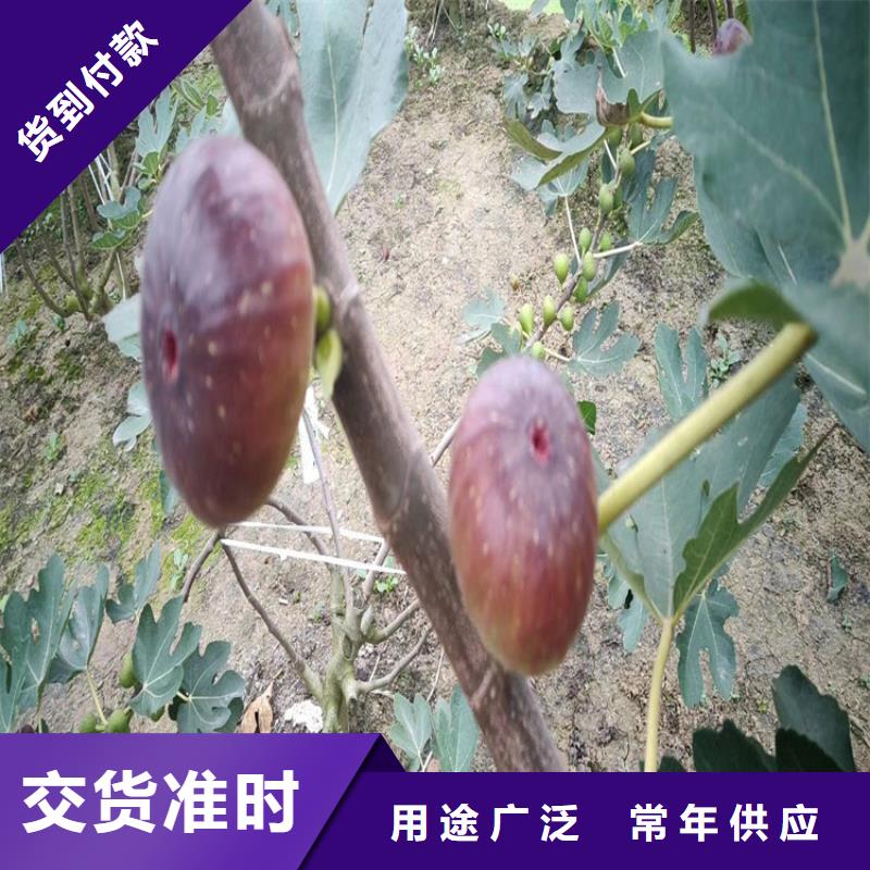 无花果,桃树苗敢与同行比服务源头实体厂商