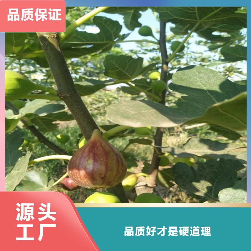 【无花果】桃树苗现货销售价格透明