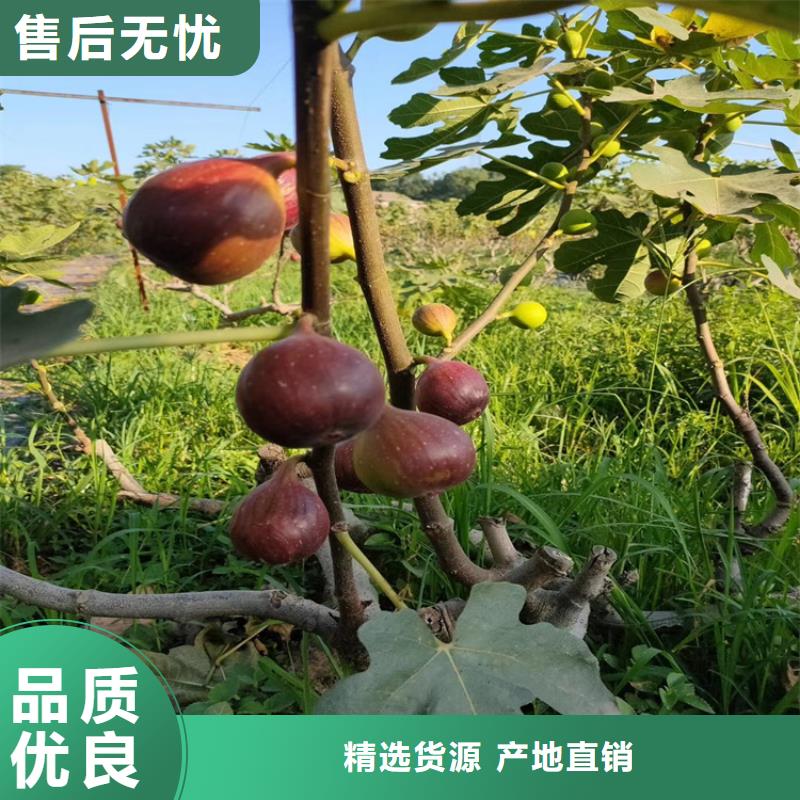 无花果苹果苗优选厂商附近厂家