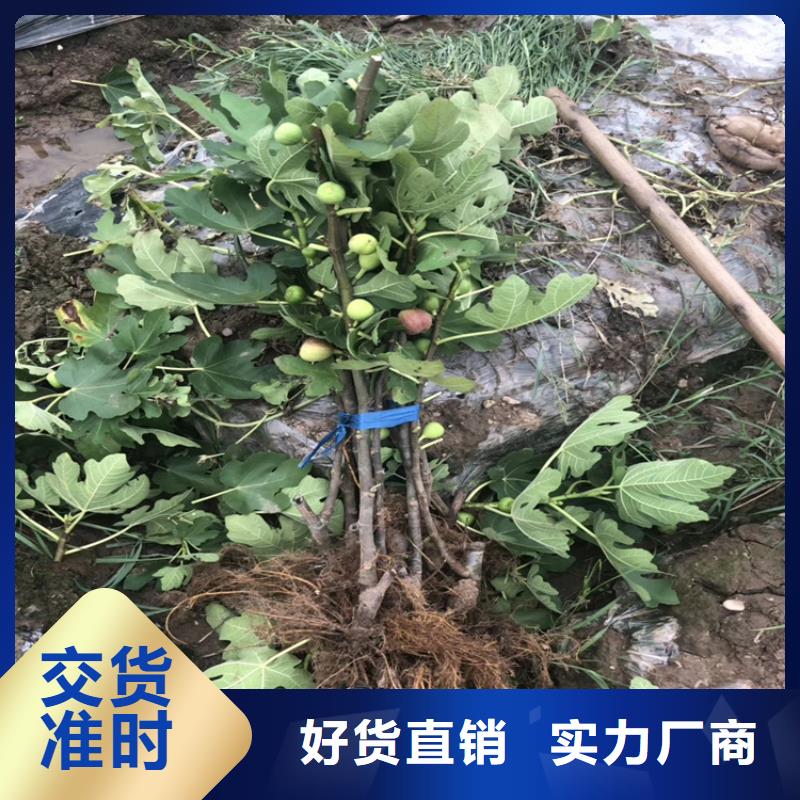 无花果石榴树一手货源源头厂家工程施工案例