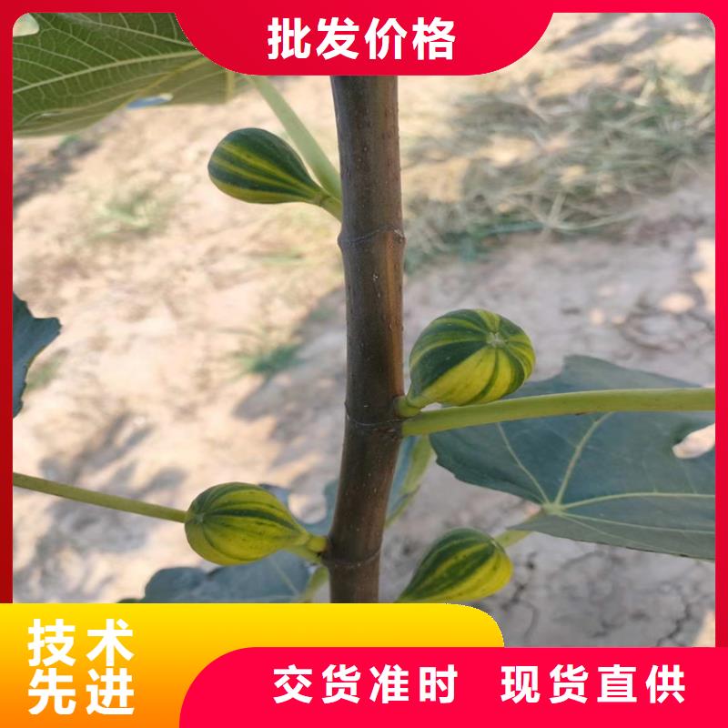 无花果樱桃苗库存充足本地货源