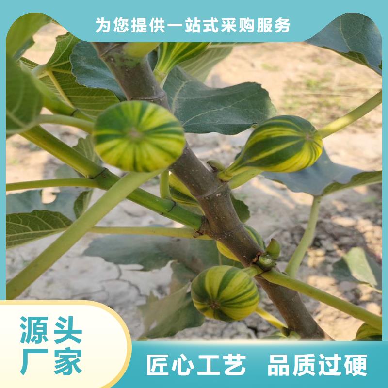无花果【杏树苗】精选优质材料实力才是硬道理