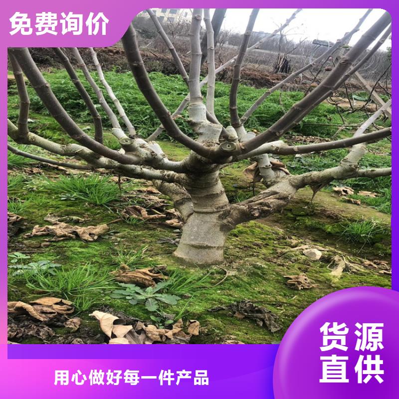 无花果苹果苗客户满意度高附近经销商