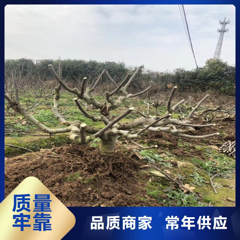 无花果苹果苗货到付款源头厂家供应