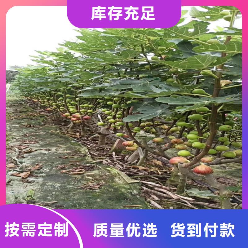 无花果苹果苗检验发货品质无所畏惧