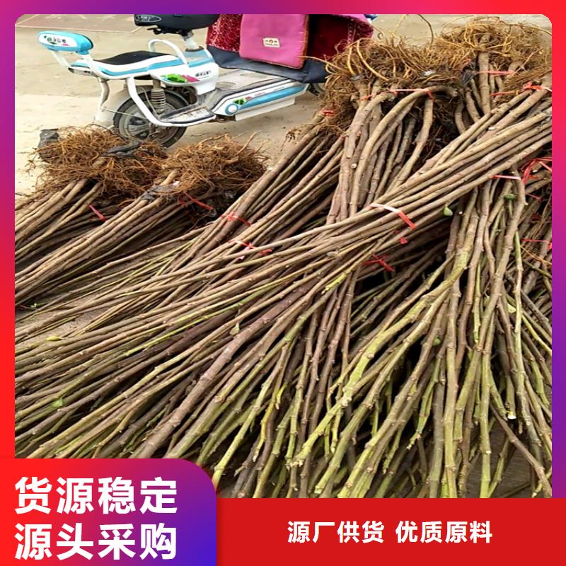 无花果【草莓苗】常年出售来图加工定制