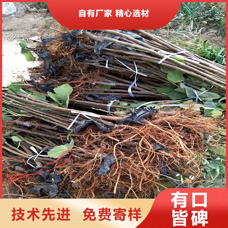 无花果【桃树苗】合作共赢用心提升细节