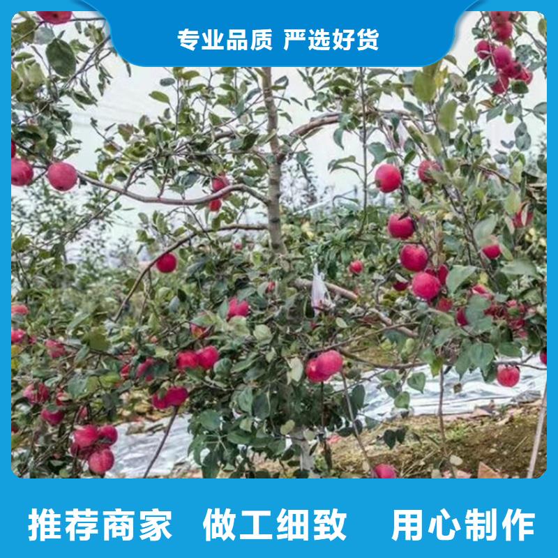 苹果樱桃苗市场行情检验发货