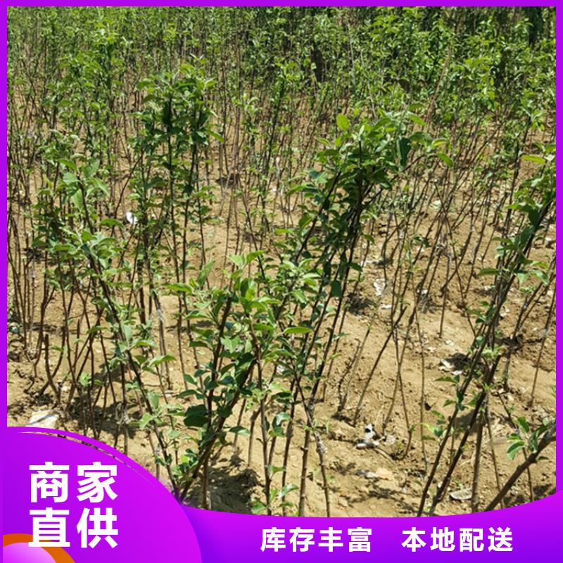 苹果苹果苗多种规格库存充足经销商