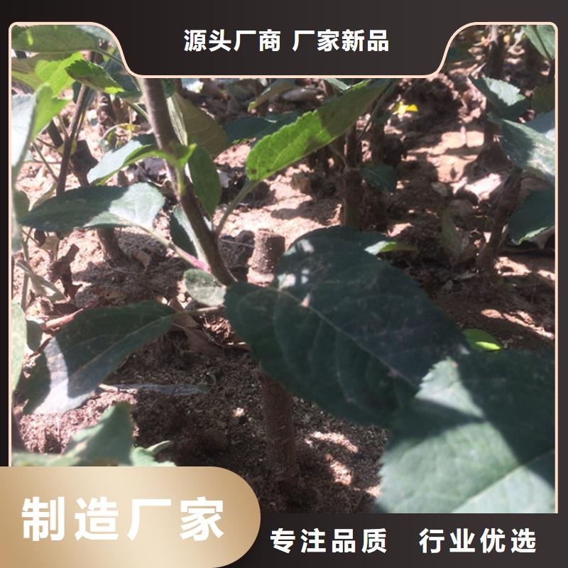 【苹果】-葡萄苗批发价格同城厂家