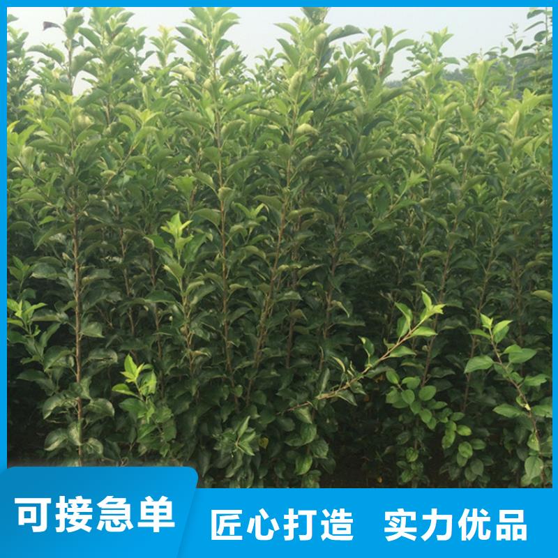 【苹果无花果苗工厂直营】品质好才是硬道理