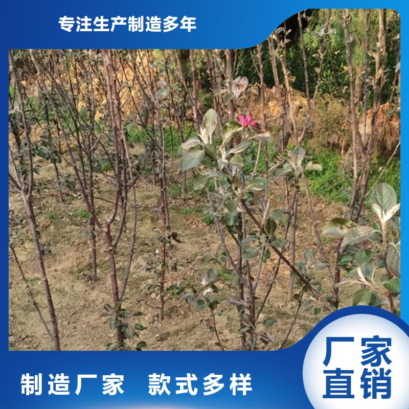 苹果李子苗大厂生产品质产地工厂