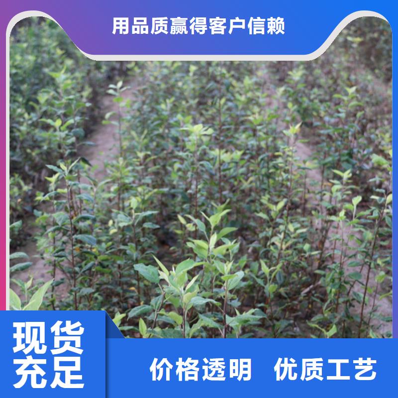 苹果西瓜番石榴苗原料层层筛选同城货源